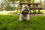 Cargar imagen en el visor de la galería, Bandana-Pawko-Donut-Lifestyle-1
