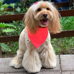 Cargar imagen en el visor de la galería, Bandana "Pink Neony"
